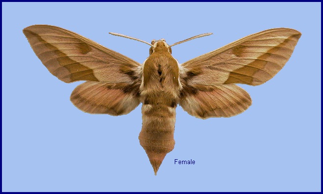 Female Hyles centralasiae. Photo: © NHMUK