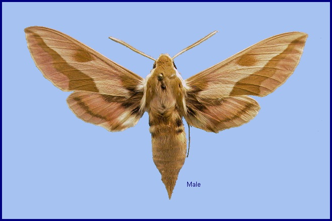 Male Hyles centralasiae. Photo: © NHMUK