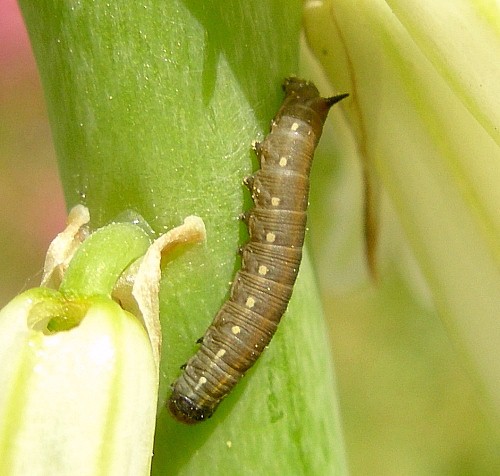 Second instar larva of Hyles centralasiae, Kyrgyzstan. © Tony Pittaway.