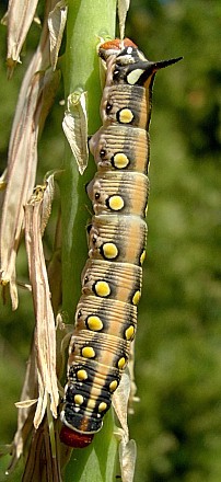 Fourth instar intermediate form larva of Hyles centralasiae, Kyrgyzstan. © Tony Pittaway.