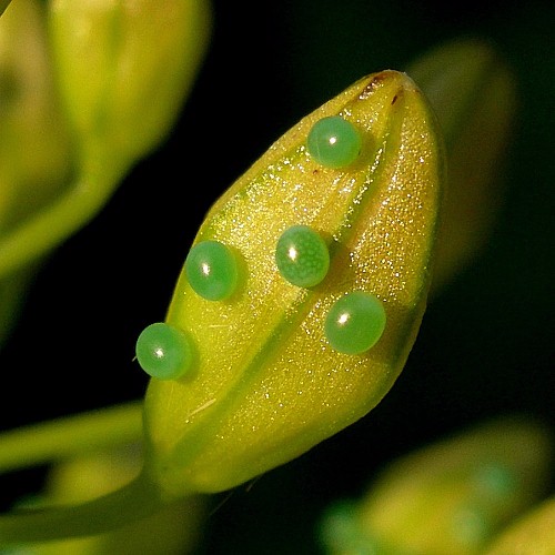 Eggs of Hyles centralasiae, Kyrgyzstan. Photo: © Tony Pittaway.