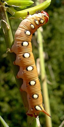 Final instar pale form larva of Hyles centralasiae, Kyrgyzstan. © Tony Pittaway.
