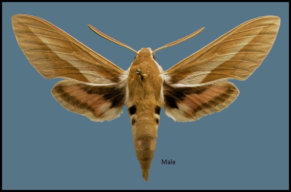 Male Hyles chamyla, Hami/Kumul, Xinjiang, China. SYNTYPE. Photo: © NHMUK