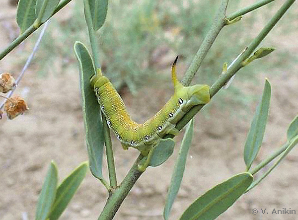 Full-grown larva of Hyles chamyla on Apocynum pictum, 15 km S of Bulgan somon, Uvhod-Ula Mts., Dzhungarian Gobi, Khovd Province, Mongolia, 11.vii.2007. Photo: © V. Anikin.