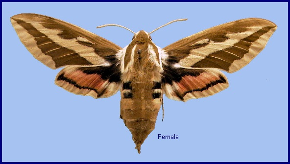 Female Hyles exilis. Photo: © NHMUK