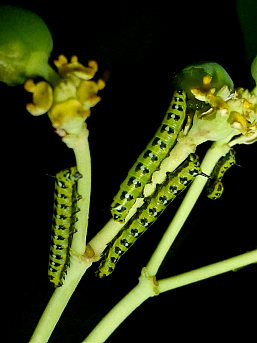Second instar larva of Hyles exilis, Buryatia, Russia. Photo: © Jurgen Vanhoudt.