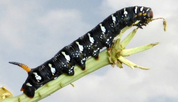 Final instar larva of Hyles exilis, Buryatia, Russia. Photo: © Jurgen Vanhoudt.