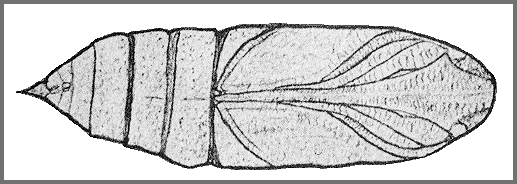 Pupa of Hyles exilis. Image: Mell, 1922b