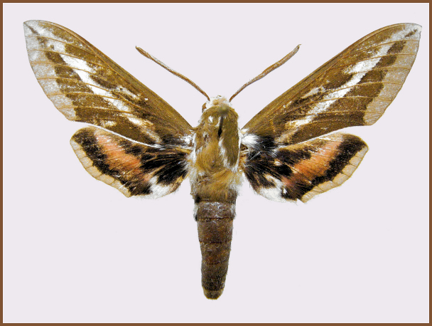 Male Hyles churkini, Lake Toktogul, Tian Shan Mountains, Kyrgyzstan, 800m, 1-10.vii.2002. Photo: © Jean Haxaire.