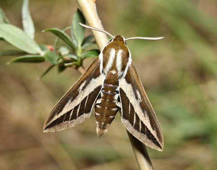 Male Hyles costata, near Kokorya village, Russian Altai (Mongolian border area), vi.2015. Photo: © Svyatoslav Knyazev.