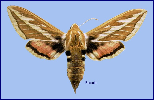 Female Hyles costata. Photo: © NHMUK