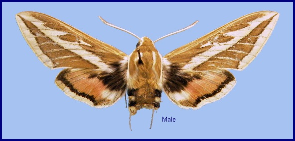 Male Hyles costata. Photo: © NHMUK