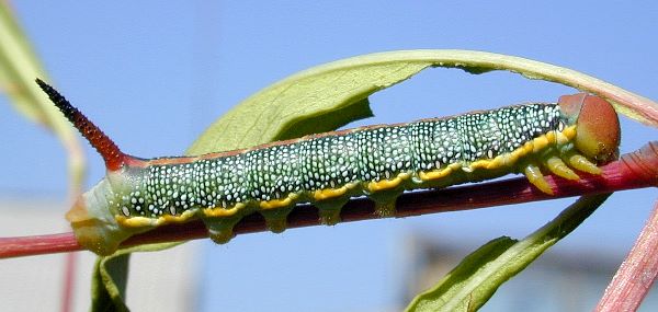 Immature final instar larva of Hyles costata, Onokhoi village, Buryatia, Russia, 23-24.vii.2007. Photo: © Sergei Gordeev.