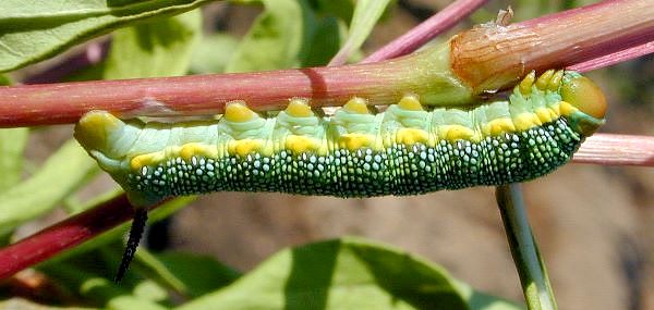 Immature final instar larva of Hyles costata, Onokhoi village, Buryatia, Russia, 23-24.vii.2007. Photo: © Sergei Gordeev.