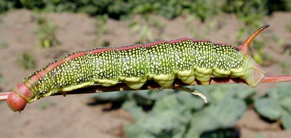 Full-grown final instar larva of Hyles costata, Onokhoi village, Buryatia, Russia, 23-24.vii.2007. Photo: © Sergei Gordeev.