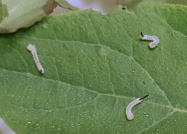 First instar larvae of Hemaris ducalis, Chatkal Mountains, Kyrgyzstan, bred 2017/18. Photo: © Serge Yevdoshenko.