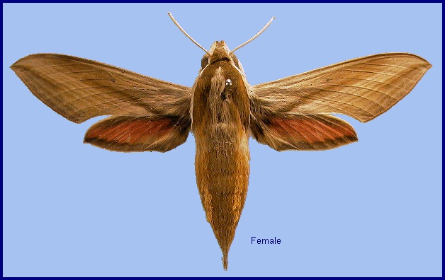 Female Hippotion echeclus. Photo: © NHMUK