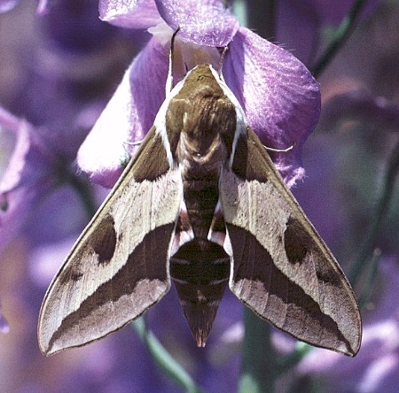 Adult Hyles euphorbiae euphorbiae, Lake Neusiedler, Austria. Photo: © Tony Pittaway