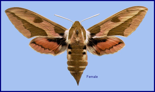 Female Hyles euphorbiae euphorbiae. Photo: © NHMUK