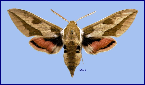 Male Hyles euphorbiae euphorbiae. Photo: © NHMUK