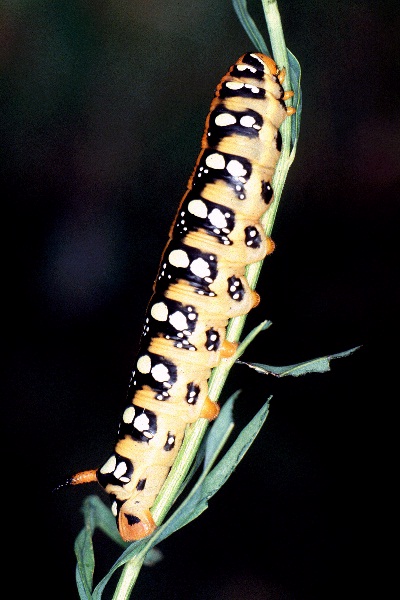 Normal central asian larval form of Hyles euphorbiae euphorbiae, Ala Buka Valley, Kyrgyzstan. Photo: © Clas Naumann