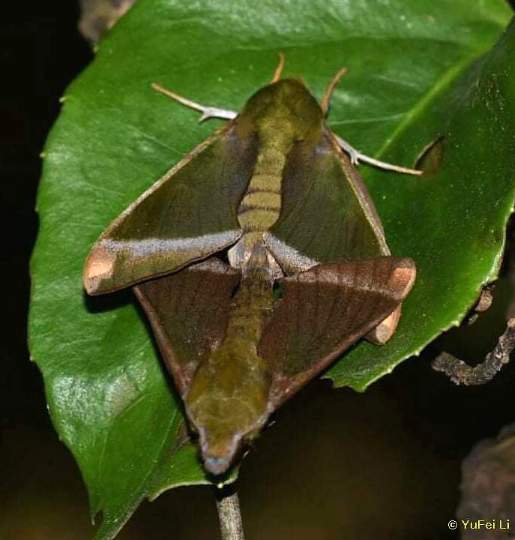 Male and female Dahira farintaenia, Gaobeicun, Hanzhong, Shaanxi, China, 700m, 8.v.2021. Photo: © YuFei Li