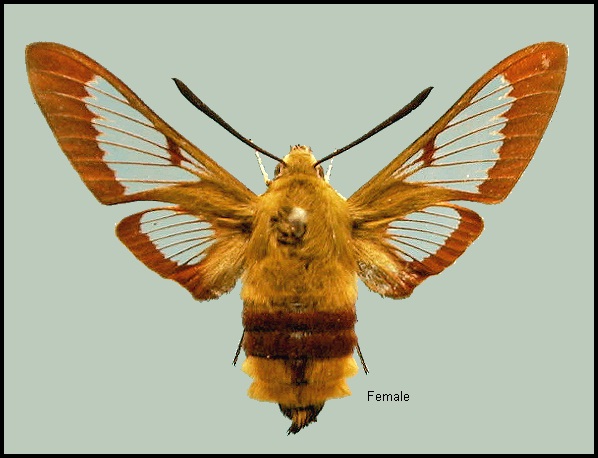 Female Hemaris fuciformis fuciformis. Photo: © NHMUK