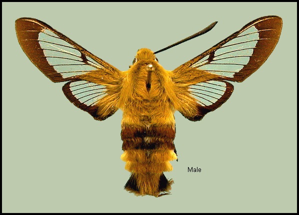 Male Hemaris fuciformis fuciformis. Photo: © NHMUK