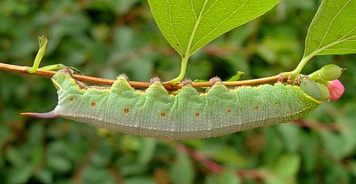 Final instar blue-green form larva of Hemaris fuciformis fuciformis, Catalonia, Spain. Photo: © Tony Pittaway.