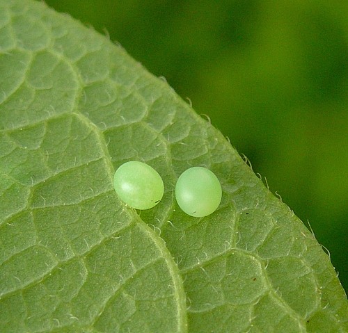 Eggs of Hemaris fuciformis fuciformis on leaf underside, England, UK. Photo: © Tony Pittaway.