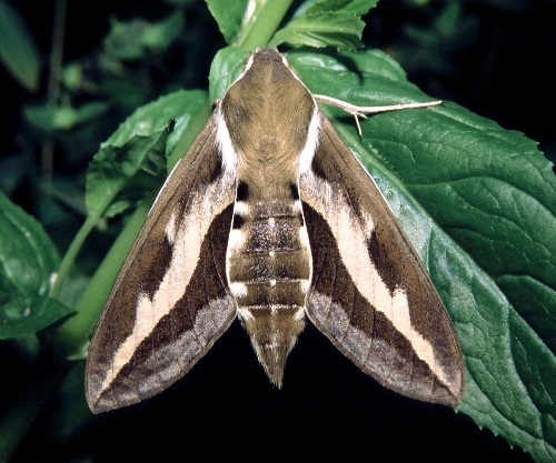 Female Hyles gallii, Finland. Photo: © Tony Pittaway