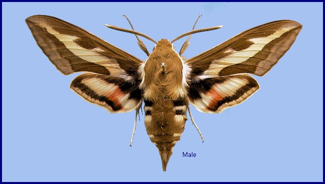 Male Hyles gallii. Photo: © NHMUK