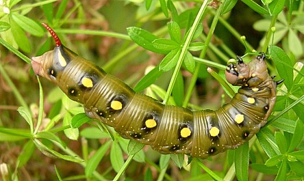 Final instar brown form larva of Hyles gallii. Photo: © Tony Pittaway.