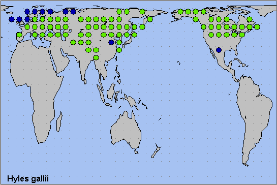 Global distribution of Hyles gallii. Map: © NHMUK.