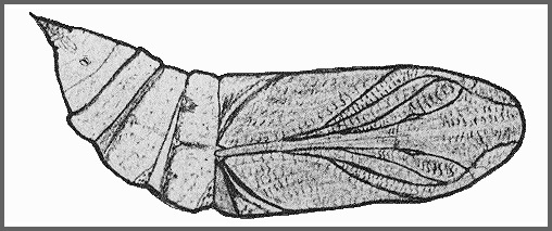 Pupa of Hyles gallii. Image: Mell, 1922b