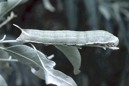 Full-grown larva of Hyles hippophaes bienerti on Elaeagnus angustifolia, Xinjiang Province, China.