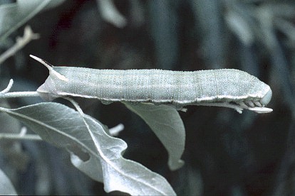 Full-grown larva of Hyles hippophaes bienerti on Elaeagnus angustifolia, Xinjiang Province, China. Photo: © Tony Pittaway.