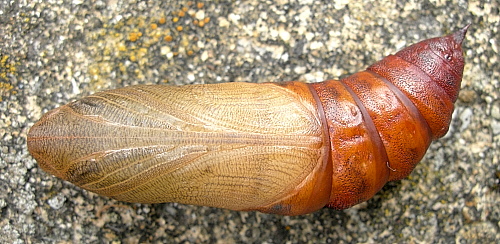 Pupa of Hyles hippophaes bienerti, Crimea, Ukraine. Photo: © Tony Pittaway.