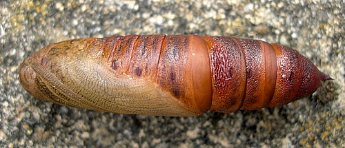 Pupa of Hyles hippophaes bienerti, Crimea, Ukraine. Photo: © Tony Pittaway.