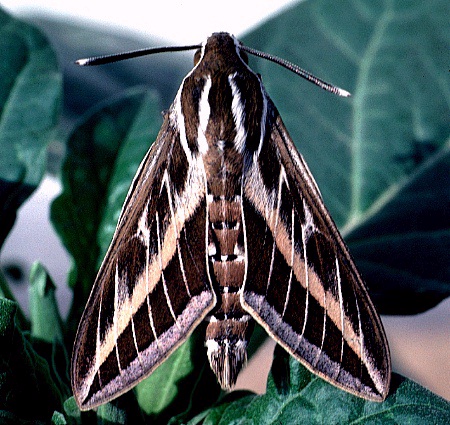 Male Hyles livornica, Dammam, eastern Saudi Arabia. Photo: © Tony Pittaway