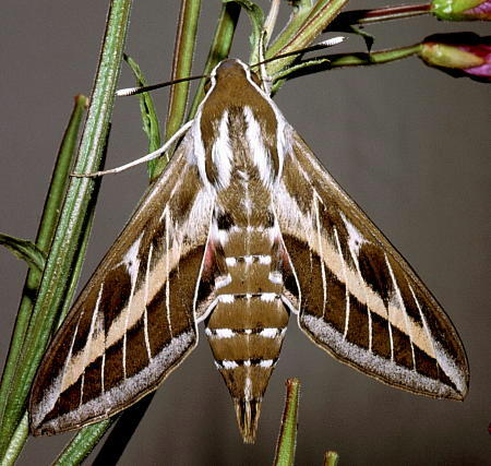 Female Hyles livornica, Alanya, Turkey. Photo: © Tony Pittaway