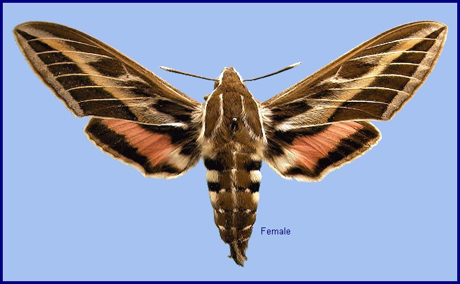 Striped hawk-moth: Hyles livornica - A birthday sphinx (Sphingidae) 