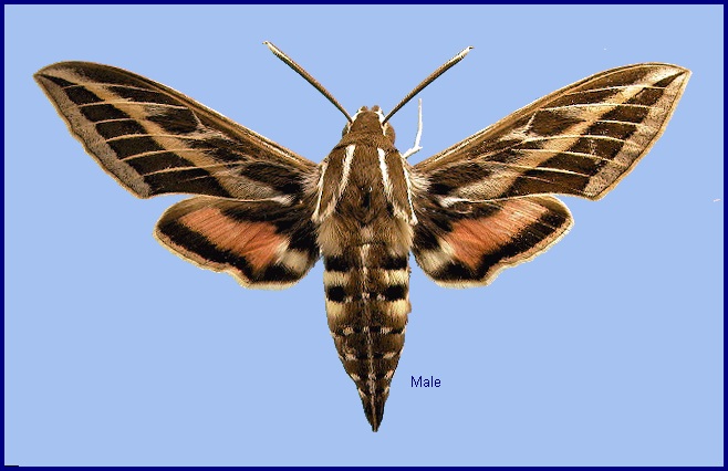 Male Hyles livornica. Photo: © NHMUK