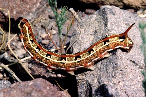 Normal larval form of Hyles livornica, Morocco. Photo: © Tony Pittaway