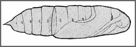 Pupa of Hyles livornica. Image: Mell, 1922b