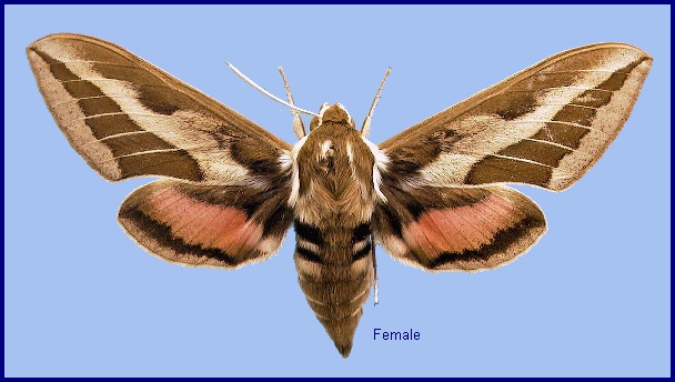 Female Hyles nervosa. Photo: © NHMUK