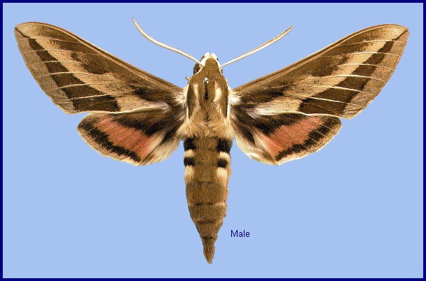 Male Hyles nervosa. Photo: © NHMUK