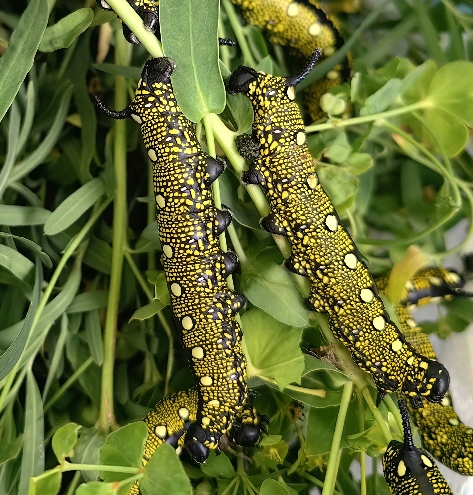 Full-grown larva of Hyles nervosa, ex Shogran, Khyber Pakhtunkhwa, northwestern Pakistan, 3000m. Photo: © Serge Yevdoshenko.