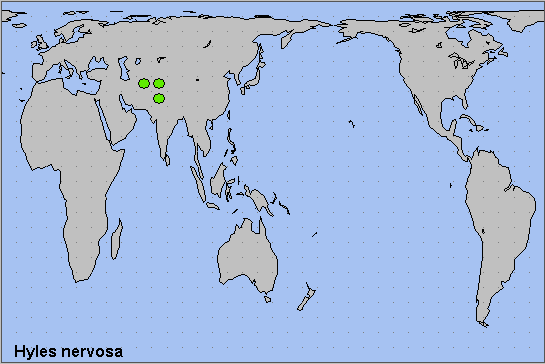 Global distribution of Hyles nervosa. Map: © NHMUK.