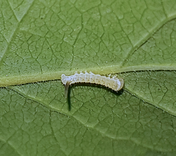 First instar larva of Hemaris ottonis, Andreevka, Khasan District, Primorskiy Krai, Russian Far East, 8.vi.2018. Photo: © Serge Yevdoshenko.